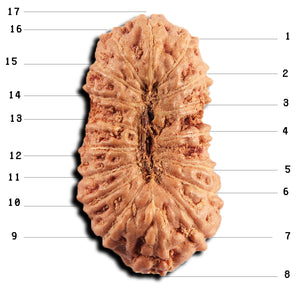 17 Mukhi Rudraksha from Indonesia - Bead No. 244