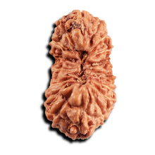 Load image into Gallery viewer, 17 Mukhi Rudraksha from Indonesia - Bead No. 244
