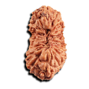 17 Mukhi Rudraksha from Indonesia - Bead No. 244