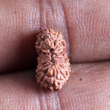 Load image into Gallery viewer, 17 Mukhi Rudraksha from Indonesia - Bead No. 244
