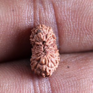 17 Mukhi Rudraksha from Indonesia - Bead No. 244