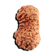 Load image into Gallery viewer, 17 Mukhi Rudraksha from Indonesia - Bead No. 244
