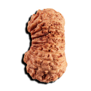 17 Mukhi Rudraksha from Indonesia - Bead No. 244