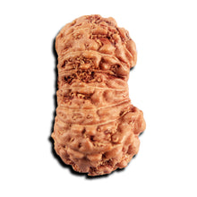 Load image into Gallery viewer, 17 Mukhi Rudraksha from Indonesia - Bead No. 244
