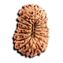 Load image into Gallery viewer, 17 Mukhi Rudraksha from Indonesia - Bead No. 245
