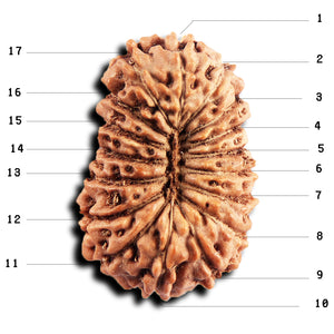 17 Mukhi Rudraksha from Indonesia - Bead No. 245