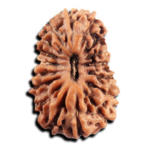 Load image into Gallery viewer, 17 Mukhi Rudraksha from Indonesia - Bead No. 245
