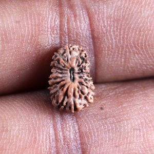 17 Mukhi Rudraksha from Indonesia - Bead No. 245