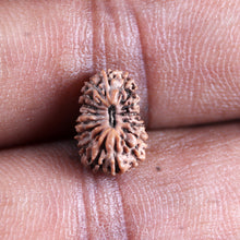 Load image into Gallery viewer, 17 Mukhi Rudraksha from Indonesia - Bead No. 245
