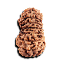 Load image into Gallery viewer, 17 Mukhi Rudraksha from Indonesia - Bead No. 245
