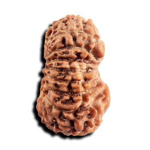 17 Mukhi Rudraksha from Indonesia - Bead No. 245