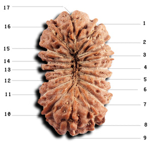 17 Mukhi Rudraksha from Indonesia - Bead No. 246