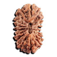 Load image into Gallery viewer, 17 Mukhi Rudraksha from Indonesia - Bead No. 246
