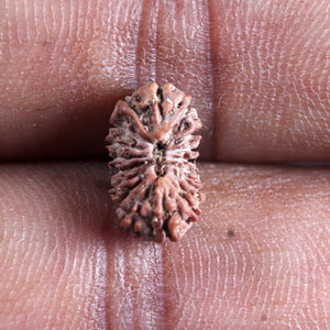 17 Mukhi Rudraksha from Indonesia - Bead No. 246