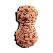 Load image into Gallery viewer, 17 Mukhi Rudraksha from Indonesia - Bead No. 246
