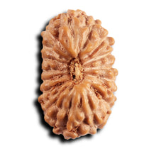 Load image into Gallery viewer, 17 Mukhi Rudraksha from Indonesia - Bead No. 248
