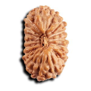 17 Mukhi Rudraksha from Indonesia - Bead No. 248