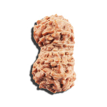 Load image into Gallery viewer, 17 Mukhi Rudraksha from Indonesia - Bead No. 218
