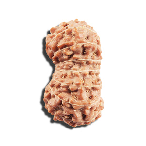 17 Mukhi Rudraksha from Indonesia - Bead No. 218