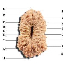 Load image into Gallery viewer, 17 Mukhi Rudraksha from Indonesia - Bead No. 215
