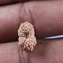 Load image into Gallery viewer, 17 Mukhi Rudraksha from Indonesia - Bead No. 215
