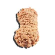 Load image into Gallery viewer, 17 Mukhi Rudraksha from Indonesia - Bead No. 215
