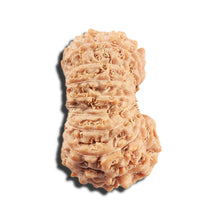 Load image into Gallery viewer, 17 Mukhi Rudraksha from Indonesia - Bead No. 215
