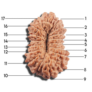 17 Mukhi Rudraksha from Indonesia - Bead No. 217