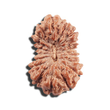 Load image into Gallery viewer, 17 Mukhi Rudraksha from Indonesia - Bead No. 217
