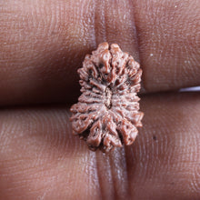 Load image into Gallery viewer, 17 Mukhi Rudraksha from Indonesia - Bead No. 217
