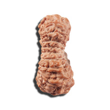 Load image into Gallery viewer, 17 Mukhi Rudraksha from Indonesia - Bead No. 217
