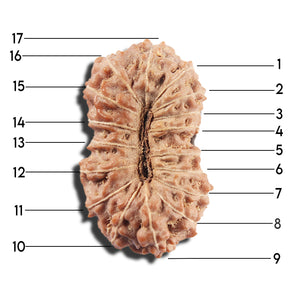 17 Mukhi Rudraksha from Indonesia - Bead No. 218