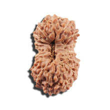 Load image into Gallery viewer, 17 Mukhi Rudraksha from Indonesia - Bead No. 218
