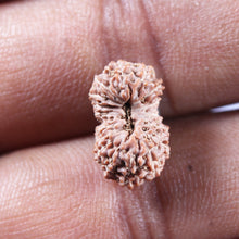 Load image into Gallery viewer, 17 Mukhi Rudraksha from Indonesia - Bead No. 218
