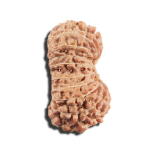 Load image into Gallery viewer, 17 Mukhi Rudraksha from Indonesia - Bead No. 218
