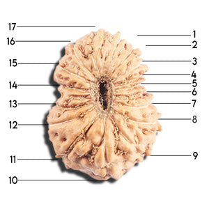 17 Mukhi Rudraksha from Indonesia - Bead No. 219