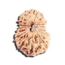 Load image into Gallery viewer, 17 Mukhi Rudraksha from Indonesia - Bead No. 219
