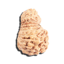 Load image into Gallery viewer, 17 Mukhi Rudraksha from Indonesia - Bead No. 219
