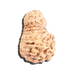 17 Mukhi Rudraksha from Indonesia - Bead No. 219