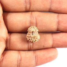 Load image into Gallery viewer, 17 Mukhi Rudraksha from Indonesia - Bead No. 219
