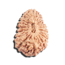 Load image into Gallery viewer, 17 Mukhi Rudraksha from Indonesia - Bead No. 220
