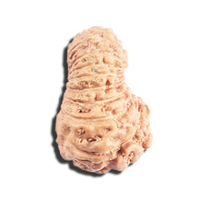 Load image into Gallery viewer, 17 Mukhi Rudraksha from Indonesia - Bead No. 220
