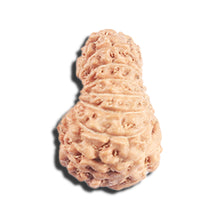 Load image into Gallery viewer, 17 Mukhi Rudraksha from Indonesia - Bead No. 220
