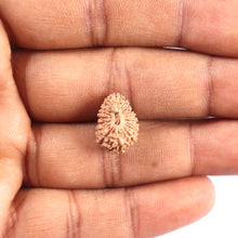 Load image into Gallery viewer, 17 Mukhi Rudraksha from Indonesia - Bead No. 220
