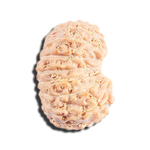 Load image into Gallery viewer, 17 Mukhi Rudraksha from Indonesia - Bead No. 221
