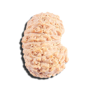 17 Mukhi Rudraksha from Indonesia - Bead No. 221