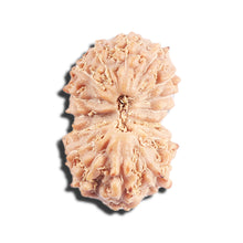 Load image into Gallery viewer, 17 Mukhi Rudraksha from Indonesia - Bead No. 221
