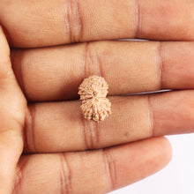 Load image into Gallery viewer, 17 Mukhi Rudraksha from Indonesia - Bead No. 221
