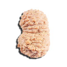 Load image into Gallery viewer, 17 Mukhi Rudraksha from Indonesia - Bead No. 221
