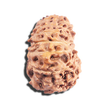 Load image into Gallery viewer, 17 Mukhi Rudraksha from Indonesia - Bead No. 222
